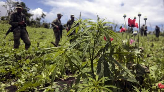 Mexican soldiers stand amidst poppy flowers and marijuana plants during an operation at Petatlan hills in Guerrero state, Mexico.