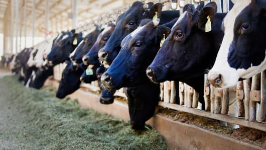 Dairy cows graze in a pen at the Van Ommering Dairy Farm in Lakeside, California.