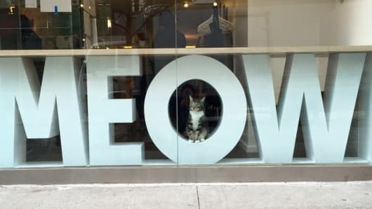 Window of the Meow Parlour