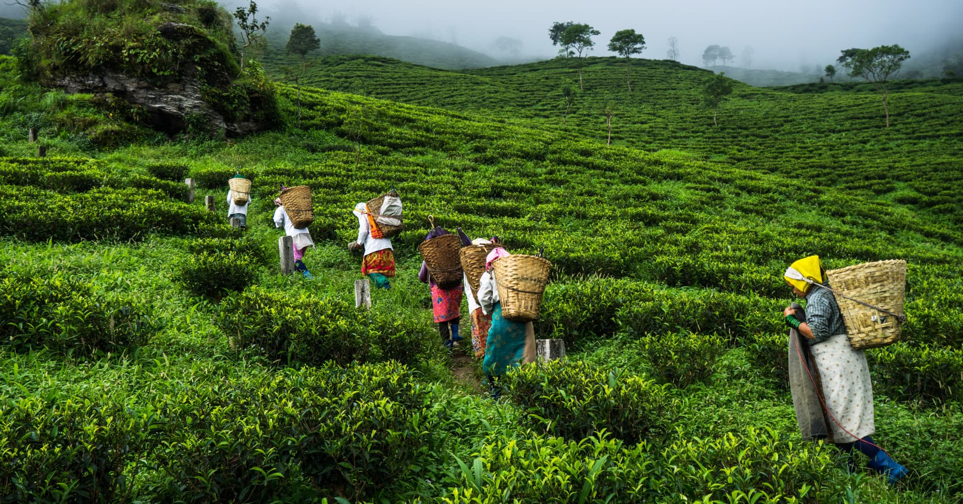 Climate change sparks tension in India's tea gardens