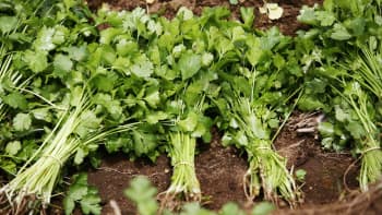 FDA bans import of some Cilantro as annually recurring outbreaks (in 2012, 2013, and 2014) of cyclosporiasis in the United States which have been associated with fresh cilantro from the state of Puebla, Mexico.