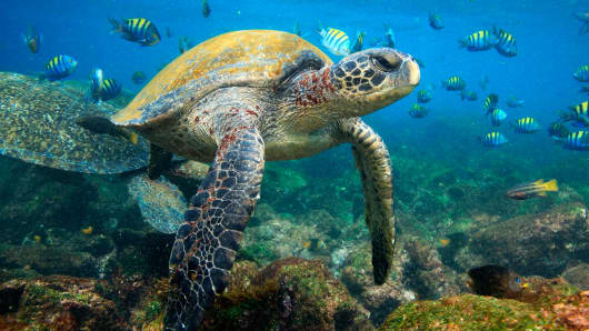 Sea turtles, Galapagos Islands