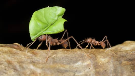 Two ants carrying large leaf