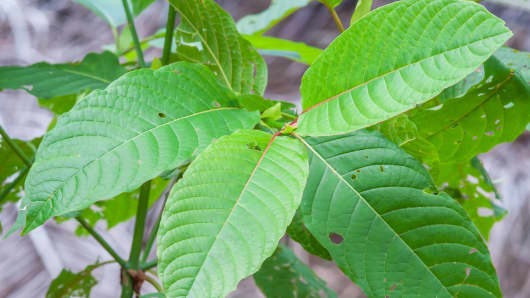 Kratom is made from the leaves of Mitragyna speciosa, a Southeast Asian tree related to coffee. Although it's receiving pushback from the DEA, scientists say kratom contains alkaloids that have the potential to reduce pain without addiction.