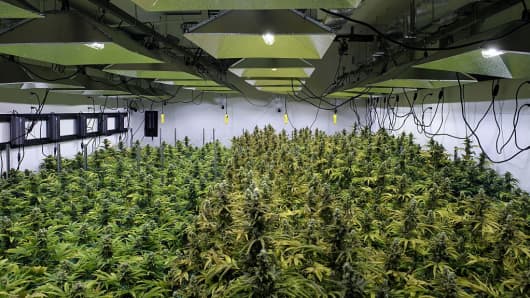The canopy of a marijuana crop is seen at Alternative Solutions, a D.C.-area medical marijuana producer, April 20, 2016 in Washington, D.C. Security cameras and barbed wire suggested this was the right place, an old warehouse on a dead-end street not far from the White House housing one of the few legal marijuana farms in the U.S. capital.