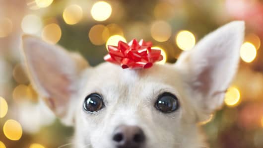  Dog during christmas, holiday pet