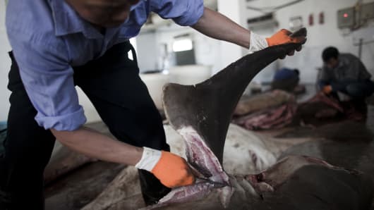 Fins are removed as sharks are procesed on May 20, 2011 in Puqi town, Yueqing city of Zhejiang Province, China. Shark fin soup is considered a delicacy in China carrying a symbolic significance of wealth and prestige.