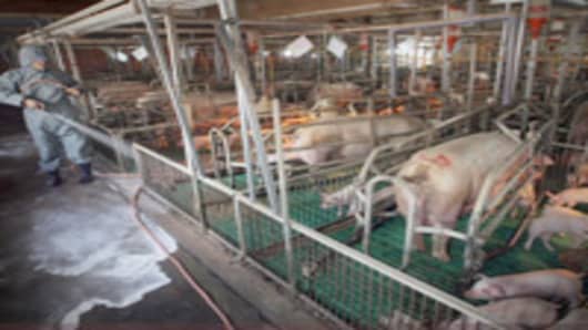 Pig farm owner sprays disinfectant on pigs