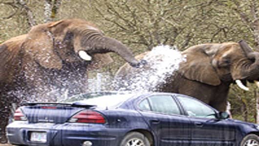 Elephants washing a car at Wildlife Safari.