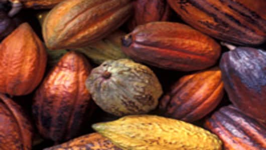 Harvested cocoa beans