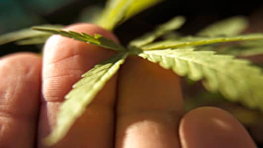 Holding a male marijuana plant by one of its leaves.