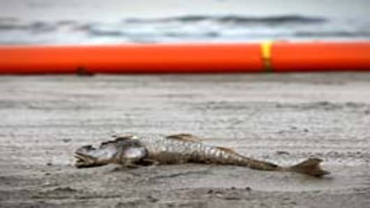 A dead fish coated in heavy oil floats near shore June 4, 2010 near East Grand Terre Island, Louisiana.