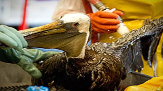 Veterinarians clean an oil covered brown pelican found off the Louisiana coast and affected by the BP Deepwater Horizon oil spill at the Fort Jackson Oiled Wildlife Rehabilitation Center.