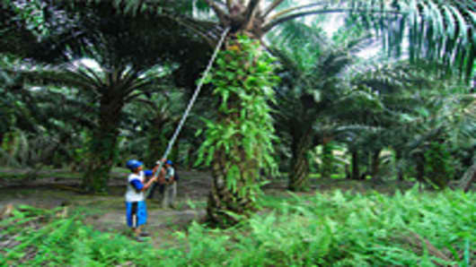 Workers harvesting oil palm fruits at an Indonesian plantation.