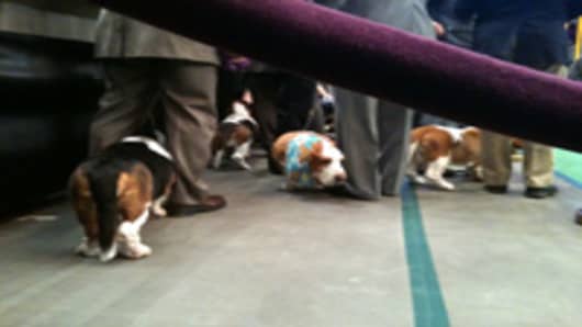 Basset Hounds preparing to enter ring at Westminster Dog Show