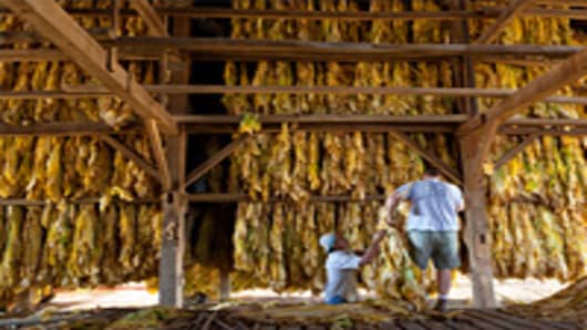 Workers hang tobacco to cure in a barn outside Lexington, Ky. They will use every inch of space available in the barn. The tobacco that doesn't fit will have to be thrown away.