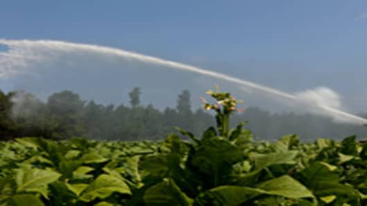 A tobacco crop in Wilson, N.C., begins to bloom.