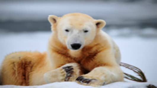 Germany was in stunned mourning after the sudden and premature death of Knut, Berlin's world-famous polar bear, who died on March 19, 2011.