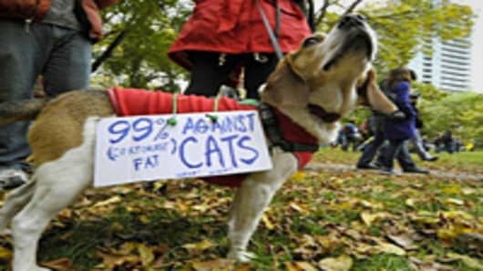Occupy Wall Street dog
