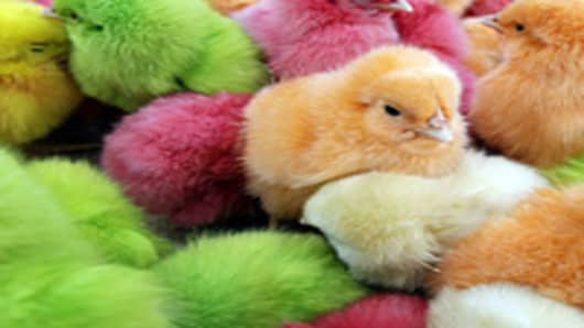 Chicks, that are dyed with artificial colors are sold as Easter gifts