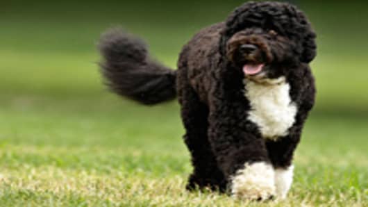 The Obama family dog, a Portuguese water dog named Bo, trots across the South Lawn.