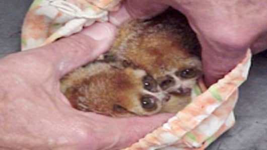 These two small primates, called pygmy lorises, were smuggled into the U.S. in a small cloth pouch, concealed in a man's pants.