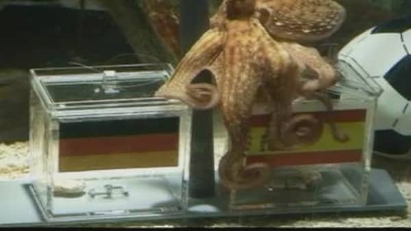 'Paul the Octopus' In Action