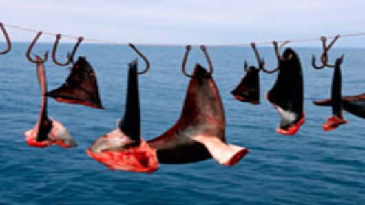 Shark finning: one of the world's most destructive fisheries. Shark fins are removed whilst the remainder of the carcass is discarded at sea, Baja California, Mexico.