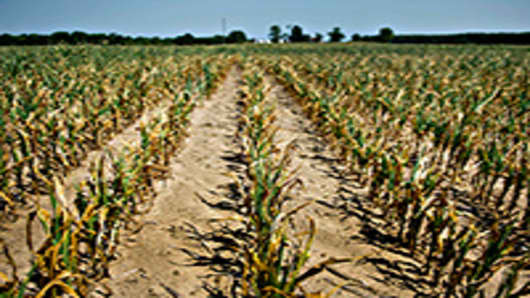 dried-corn-field-200.jpg