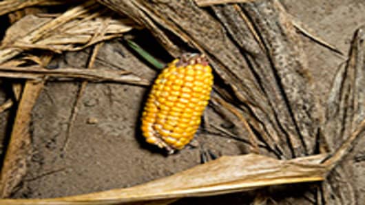 An underdeveloped ear of corn lays amongst corn plants damaged by extreme heat and drought conditions in a field in Carmi, Illinois.