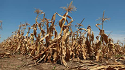 Corn plants struggle to survive in a drought-stricken farm field near Oakton, Indiana.