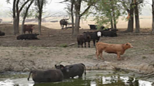 Cattle try to keep cool in the remains of a farm pond in a pasture heavily damaged by drought August 3, 2012 near Cuba, Illinois. Farmers in the Midwest and elsewhere continue to struggle after than half the counties in the United States have been designated disaster areas, mostly due to drought conditions throughout the Midwest.