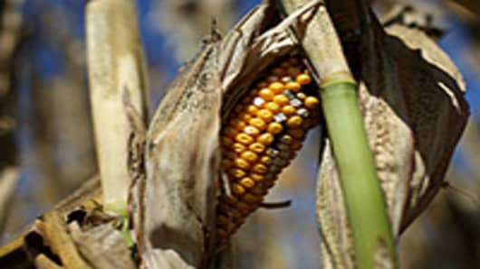 A rotting ear of corn sits on a struggling corn plant in a drought-stricken farm field.