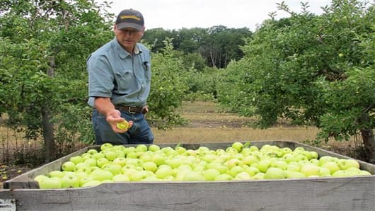 In an Aug. 13, 2012 photo grower Alan Spinniken examines a bin filled with Early Gold apples in his orchard near Suttons Bay, Mich. Spinniken lost about one-third of his crop because of bad weather but said he’s grateful things weren’t worse. (AP Photo/John Flesher)
