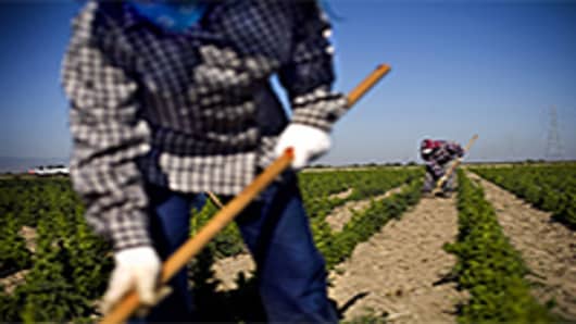 Migrant workers weed lettuce seed plants at an organic produce farm near Fresno, California.