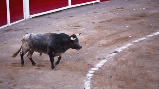 Bull in bullring