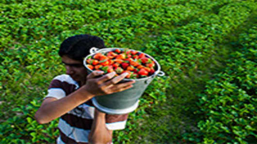 A fruit grower carries a bucket of freshly harvested strawberries on a farm in Gouso.