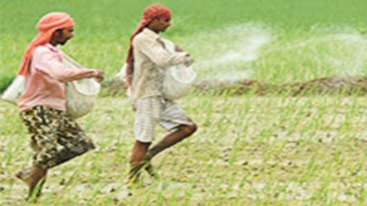 Indian farmers throw fertiliser in a paddy field in Dharmuchak village.