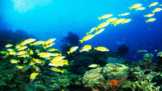 Two divers filming a school of fish at the Great Barrier Reef, Lutjanidae, Snappers, Ribbon Reefs, Great Barrier Reef, Queensland, Australia.