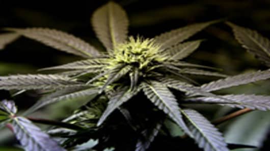 Washington State, Colorado Vote Yes to Legalizing Marijuana 