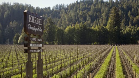 A Korbel Champagne Cellars vineyard, located across the street from the winery in Guerneville, California,