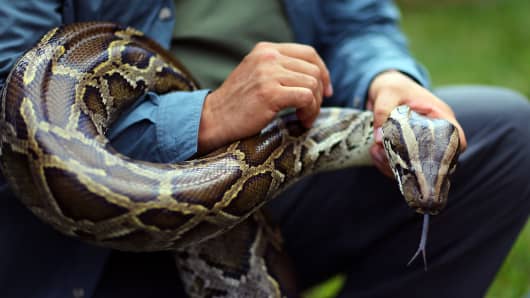 A Burmese python is held by Jeff Fobb as he speaks to the media at the registration event and press conference for the start of the 2013 Python Challenge on January 12, 2013 in Davie, Florida.