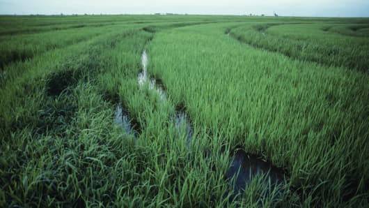 Rice fields in Texas.