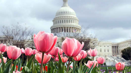 Flowers are in full bloom in front of the U.S. Capitol.