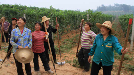 Vineyard workers at Chateau Changyu AFIP, 80 kilometers north of Beijing.
