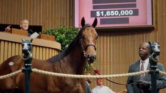 This Thoroughbred colt fetched $1.65 million on the auction block at Keeneland Association’s 2012 September Yearling Sale.