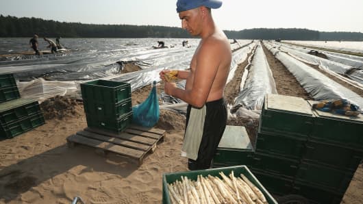 Polish migrant workers harvest asparagus in Germany