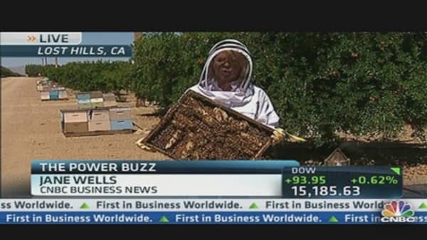 Honeybee Decline Raises Fears