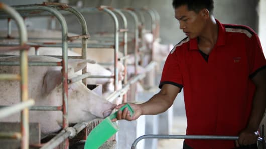 A hired hand feeds a sow which recently gave birth to a new litter at the Grand Canal Pig Farm in Jiaxing, in China's Zhejiang province.