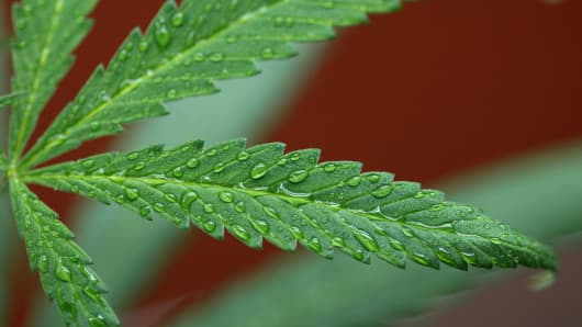 Marijuana plant leaf